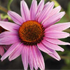 echinacea-t
