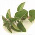 oregano